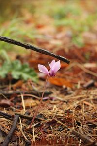 Close-up of purple crocus flowers on field