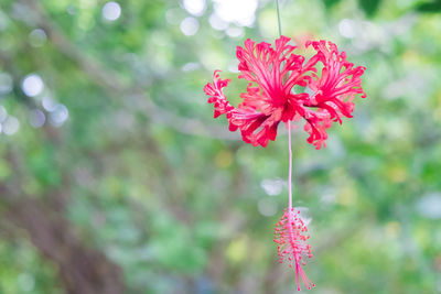 Close-up of pink flowering plant