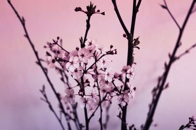 Low angle view of pink flowers on branch