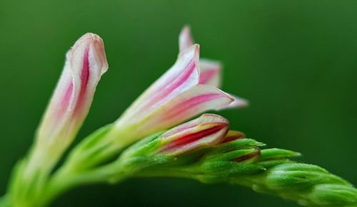 Close-up of pink flower bud