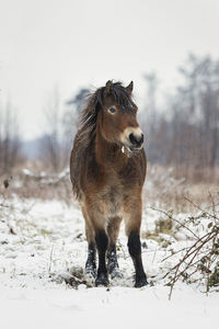 An exmoor pony in the snow