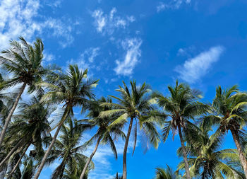 Low angle view of coconut palm trees against blue sky