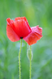 Close-up of pink flower