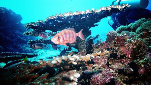 Close-up of fish swimming in sea