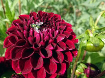 Close-up of red dahlia on plant