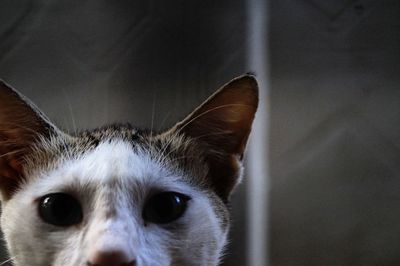 Close-up portrait of a cat