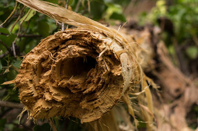 Close-up of dried plant on field