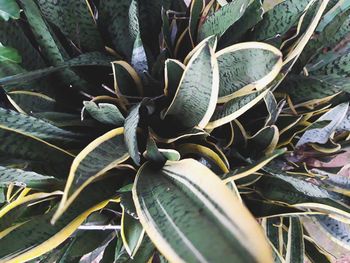 High angle view of succulent plant on field