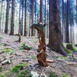 Lizard on tree trunk in forest