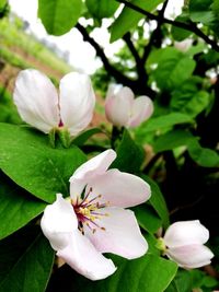 Close-up of white cherry blossoms