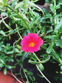 Close-up of pink flowers