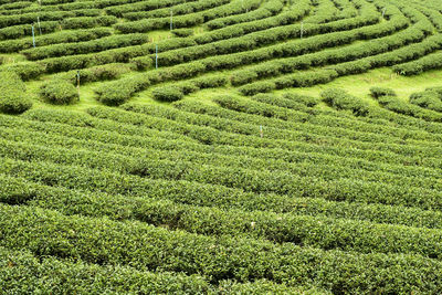 High angle view of crops on field