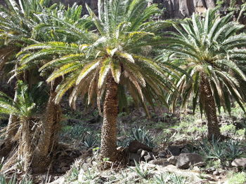 Palm trees in forest