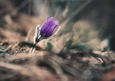 Close-up of purple crocus flower on field