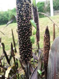 Close-up of plant growing on field