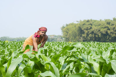 Indian farmer working at agricultural field