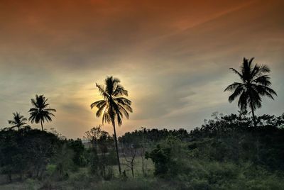 Palm trees against sky during sunset