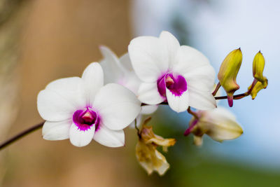 Close-up of flowers