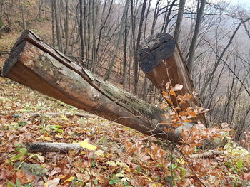 Damaged tree in forest