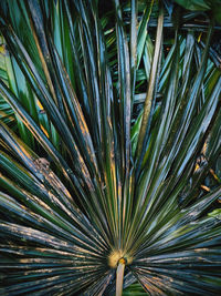 Full frame shot of palm tree