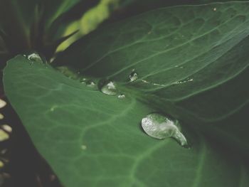 Close-up of raindrops on leaves