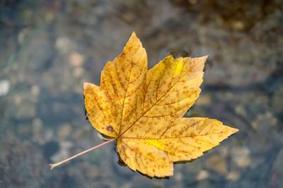 Close-up of yellow maple leaf against blurred background