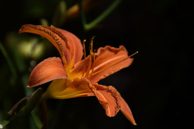 Close-up of day lily against black background