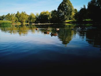 Reflection of trees in lake