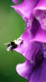 Close-up of bee pollinating on purple flower