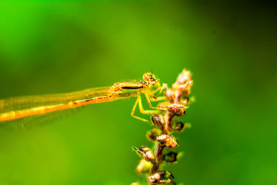 Close-up of insect on leaf