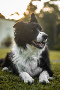 Black dog looking away