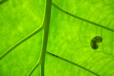 Full frame shot of green leaves