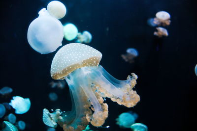 Close-up of jellyfish swimming in the tank