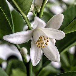 Close-up of white flower