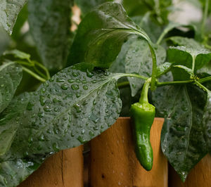 Close-up of wet leaf on plant