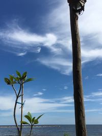 Low angle view of tree by sea against sky