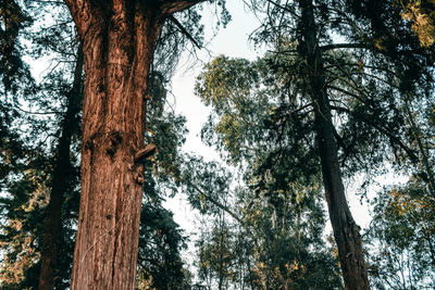 Low angle view of trees in forest