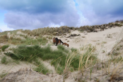 Horse in a field