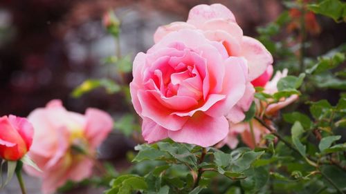 Close-up of pink rose