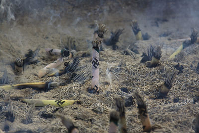 Close-up of burning incense sticks in temple