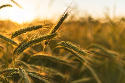 Close-up of wheat growing on field