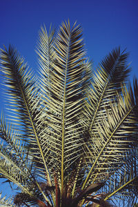 Low angle view of palm tree against clear blue sky