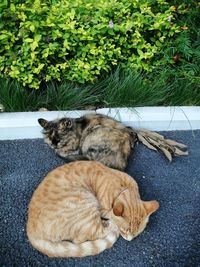 High angle view of a cat lying down