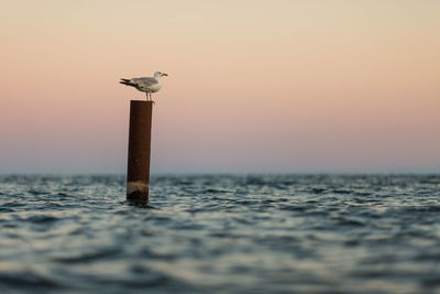 Seagull perching on wooden post by sea against sky during sunset