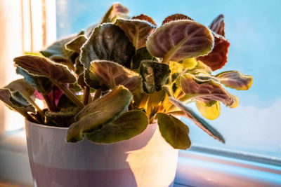 Close-up of wilted flower on table