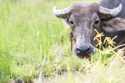 Buffalo graze in the field.