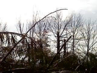 tornado aftermath Twister Tornado EF4 Destroyed Tramatic Power In Nature Wind Devestating Devestation Storm Path Midwest USA Missouri Bible Belt Tornado Alley Tree Bare Tree Water Winter Sky Landscape First Eyeem Photo