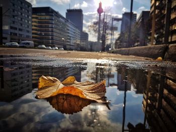 Close-up of dry leaves floating on canal against buildings in city