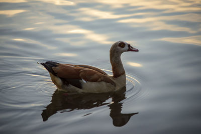 Duck swimming in a lake