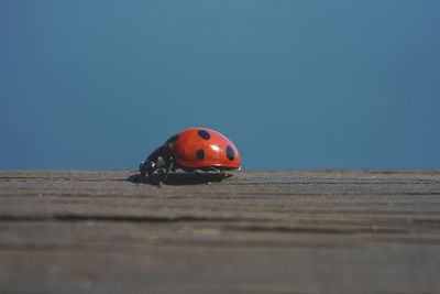 Close-up of ladybug on leaf